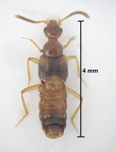 Réf. 185 712 : Bolitochara tecta